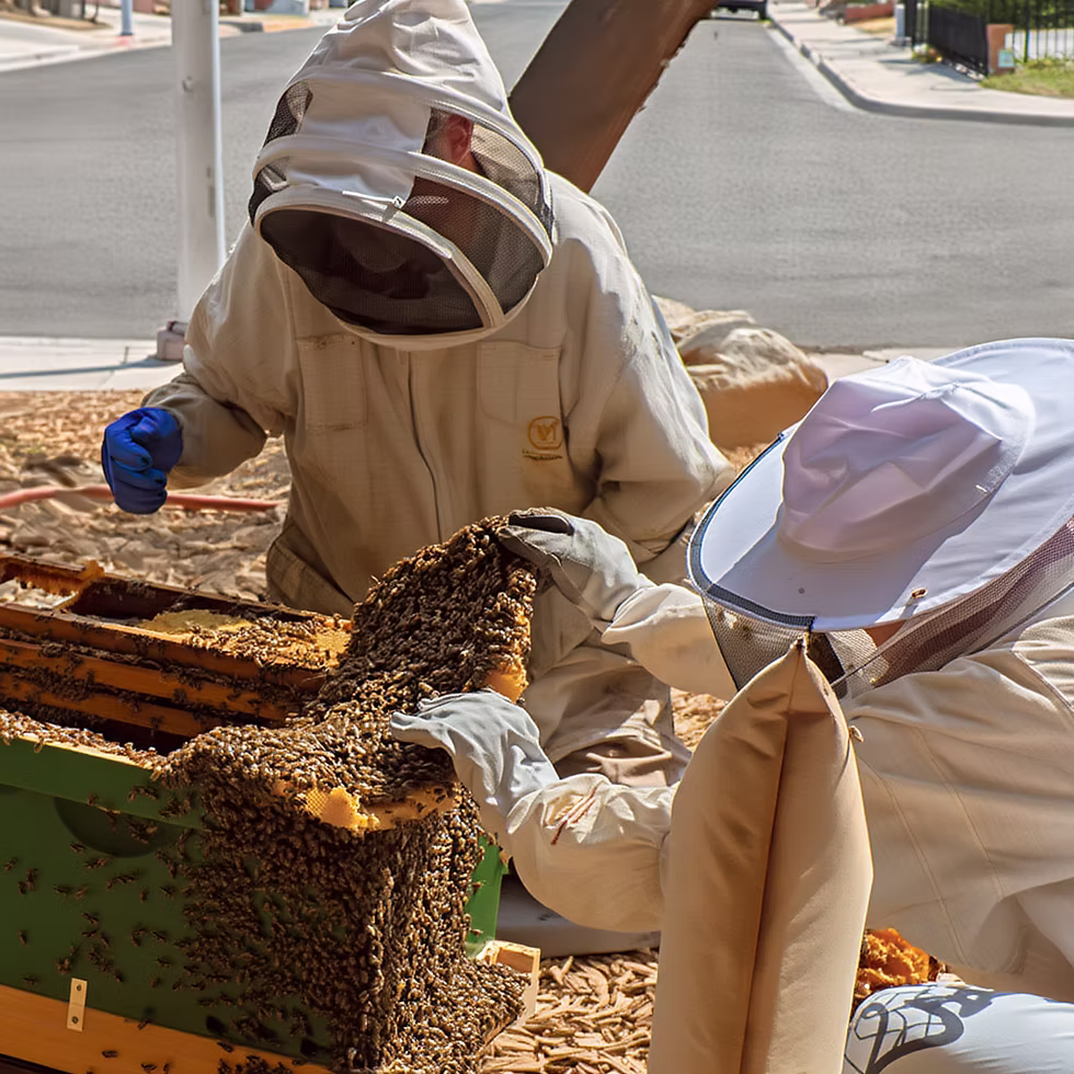 Bee extermination expert in London