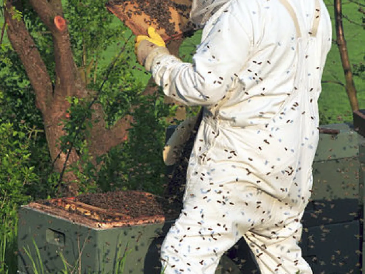 Wasp removal in London
