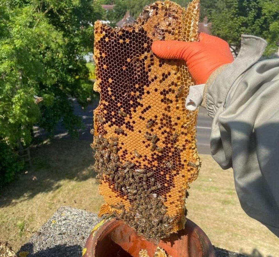 Bee extermination technician at work